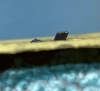 Picture of Installing Snake Sights